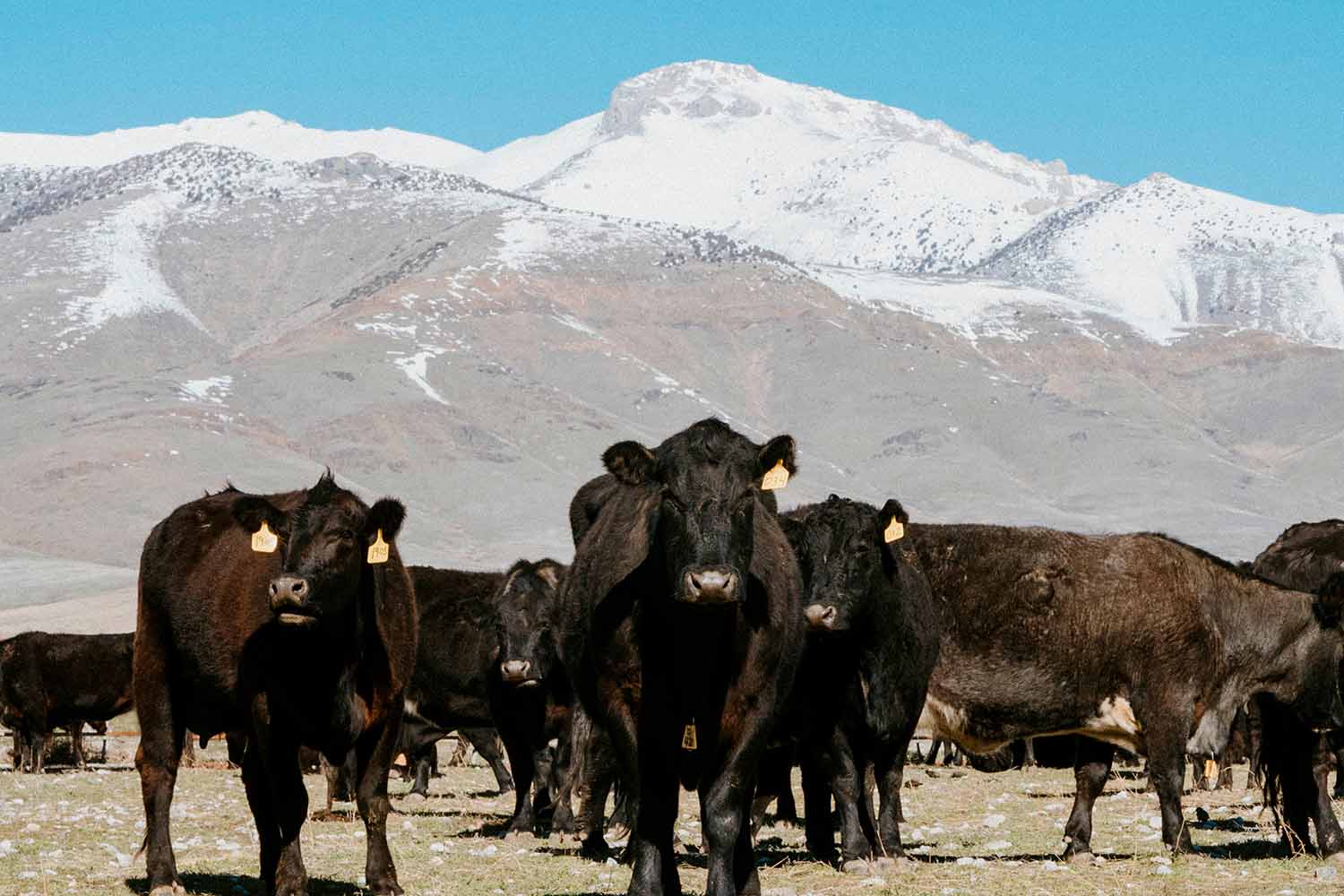 Cattle in front of snow-capped hills