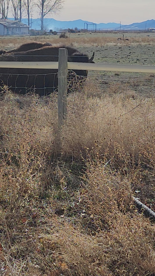 🐃 Buffalo Ground Beef Bundle — 25 lb